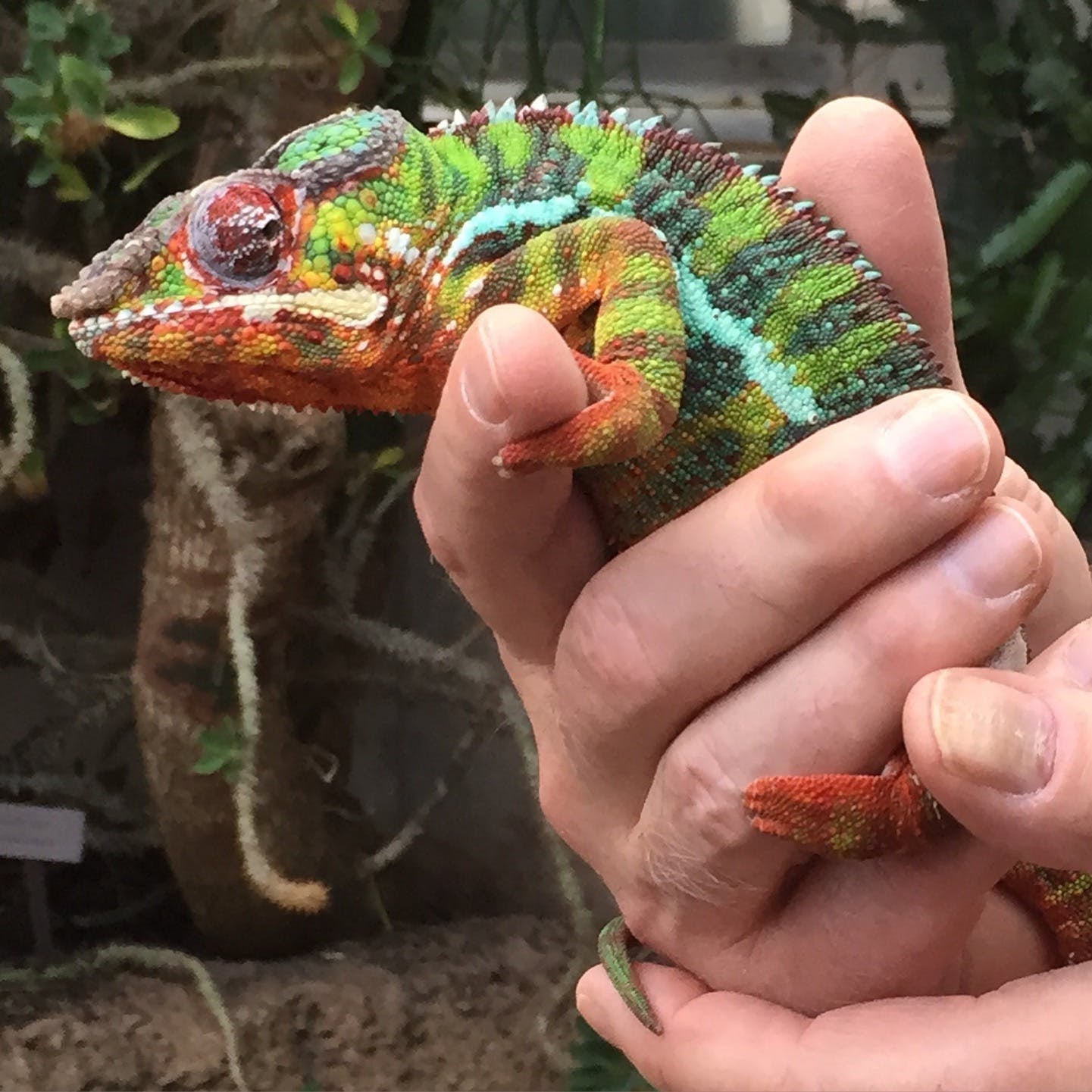 Have you seen a chameleon in real life? – From Jane M. Mason