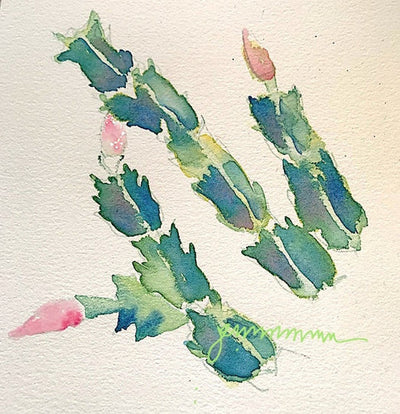 Christmas Cactus! A most unusual exuberant plant.