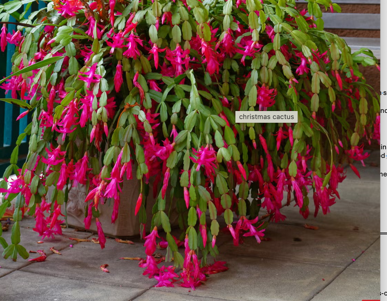 Christmas Cactus as an Art Page for Coloring