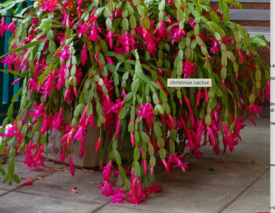 Christmas Cactus as an Art Page for Coloring