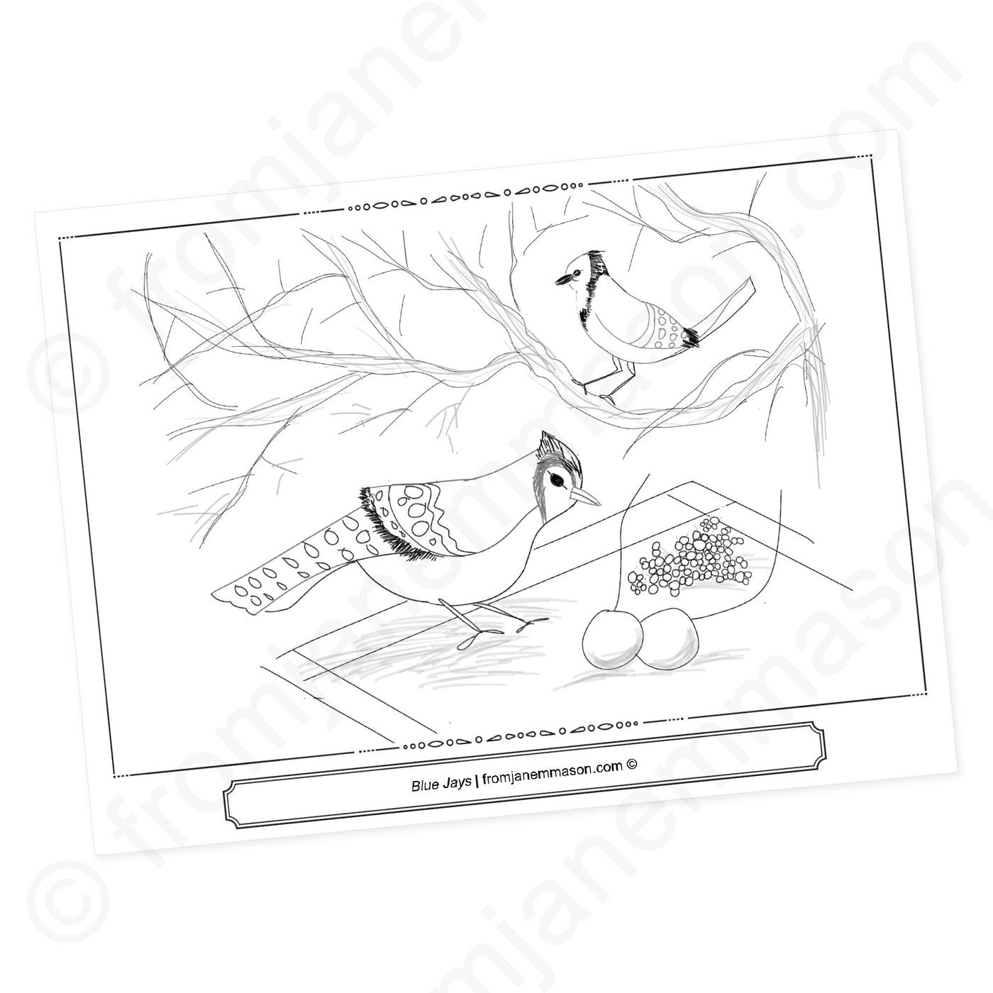 Blue Jays. a Bird Coloring Page