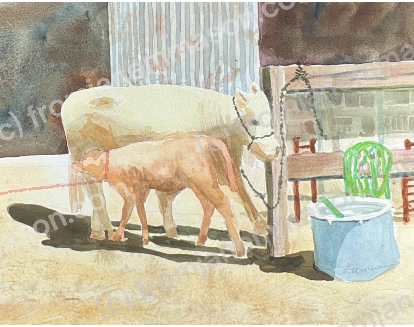 Cow and Calf, County Fair