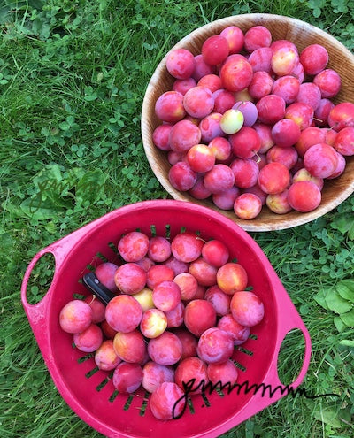 Plums Just Picked - Jigsaw Puzzle