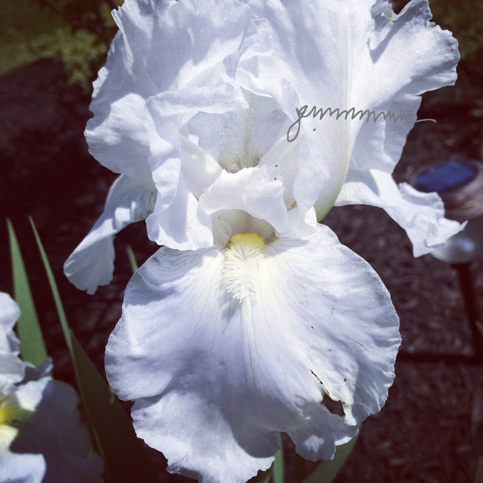 Iris and Favorite Flowers, Textile Art Wall Hanging