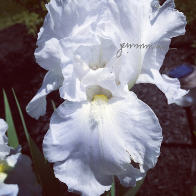 Iris and Favorite Flowers, Textile Art Wall Hanging